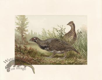 Pope 11 Canada Grouse